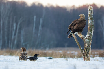 A golden eagle sitting on a branch looking at a white-tailed eagle and a raven