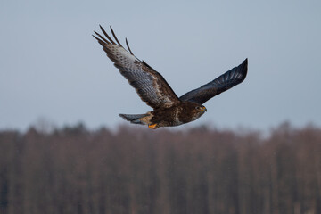 Buzzard flying against the background of the forest and sky