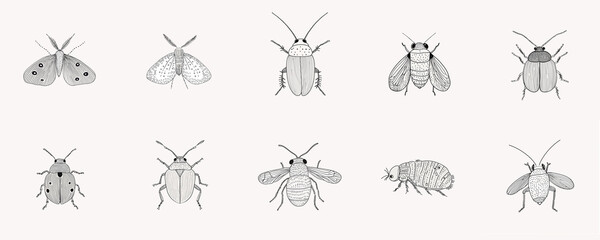 A set of outline illustrations of various bugs. A collection of black and white clip-art of different bugs. AI-generated