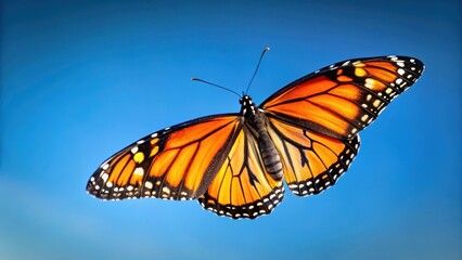 Obraz premium A monarch butterfly in flight with its distinctive orange and black wings against a clear blue sky , black, air, black, air