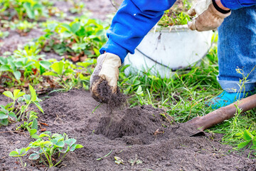 Hands in soil cultivate vibrant strawberry plants in a sunny garden