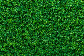 Lush green foliage background, vibrant green leaves texture, natural backdrop for design.