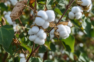 Organic cotton plants field with white open buds ready to harvest near Sevilla, Cordoba, Andalusia, Spain