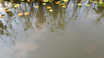 Naklejka premium Overlapping water reflection of plants and aquatic life in a slow-moving river, flowing water, serene landscapes, river