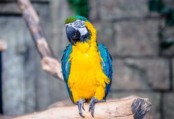 Blue-and-yellow Macaw sitting on a branch at the zoo
