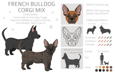 French Bulldog Corgi clipart. French Bulldog - Welsh Corgi mix. All possible coat colors, breed information, adults and puppies.  Vector illustration