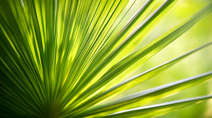 Obraz premium Stunning Close-Up of a Tropical Palm Leaf with Distinctive Lines