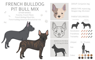 French Bulldog Pitbull mix clipart. French Bulldog - Pit bull terrier mix. All possible coat colors, breed information, adults and puppies.  Vector illustration