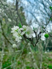 Blooming white flower branch serene natural environment close-up photography lush green background springtime beauty nature's delicate wonders captured in tranquil moment