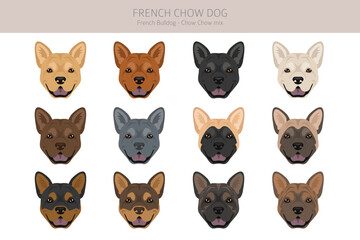 Fototapeta premium French chow dog clipart. French Bulldog - Chow chow mix. All possible coat colors, breed information, adults and puppies. Vector illustration