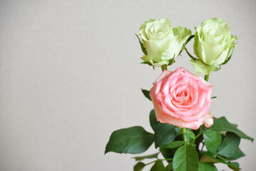 ピンクと緑のばら