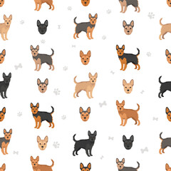 Fototapeta premium Frorkie clipart. French Bulldog - Yorkshire Terrier mix. All possible coat colors, breed information, adults and puppies. Vector illustration