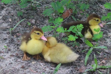 Beautiful ducklings on grass in Florida nature, closeup