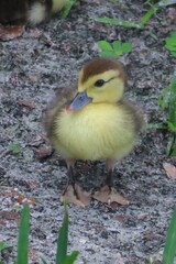 Beautiful ducklings on grass in Florida nature, closeup