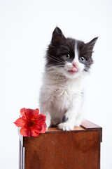 Little black and white female kitten studio portrait young baby pet domestic cat