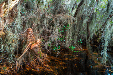 Forest of Swamp Cypresses with epiphytic Tillandsia plants, aerial roots of cypresses sticking out of water in swamp, Okefenokee Swamp, Georgia, USA