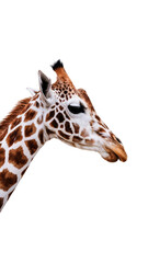 Obraz premium Giraffe head profile on transparent background.