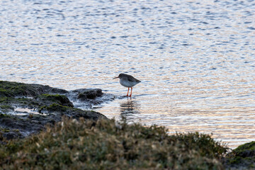 Common Redshank (Tringa totanus), wader bird found in wetlands, coasts, and estuaries. Bull Island