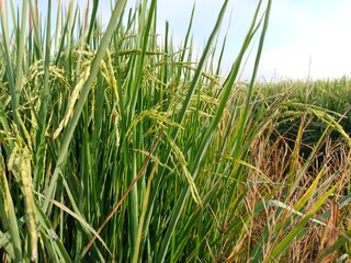 Golden rice grains sprouting from lush green fields, a true symbol of nature's abundance.
