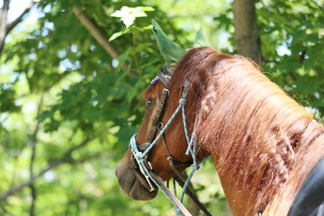Close up of a beautiful horse head, face, and neck on rural horse trail against natural background...
