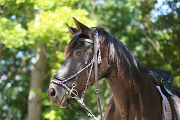 Obraz premium Close up of a beautiful horse head, face, and neck on rural horse trail against natural background summertime