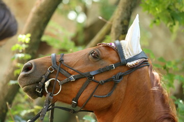 Close up of a beautiful horse head, face, and neck on rural horse trail against natural background...