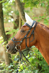 Obraz premium Close up of a beautiful horse head, face, and neck on rural horse trail against natural background summertime