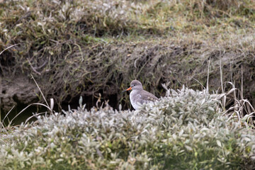 Common Redshank (Tringa totanus), wader bird found in wetlands, coasts, and estuaries. Bull Island