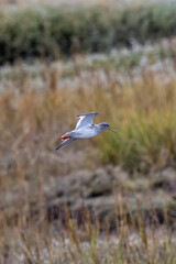 Common Redshank (Tringa totanus), wader bird found in wetlands, coasts, and estuaries. Bull Island