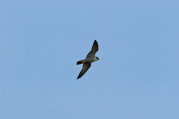 Peregrine Falcon (Falco peregrinus) in Baldoyle Racecourse, Dublin—commonly found on cliffs...