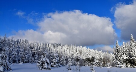 A snowy forest under a winter sky, Québec, Canada