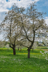 Wonderfully blooming cherry trees in Franconian Switzerland near Pretzfeld on a sunny spring day