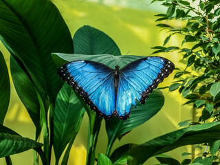 Blue Morpho butterfly sitting on green leaves in a tropical forest jungle