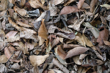 Picture of dry leaves. Making fertilizer from dry leaves.