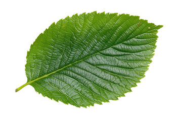 Obraz premium A leaf is shown in its natural state, with no other elements in the image. ,on transparent background.
