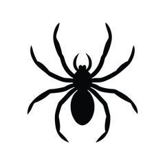 spider on a white background