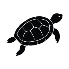 turtle illustration
