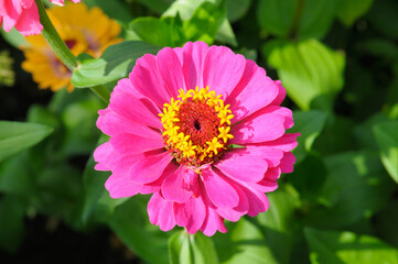 Fototapeta premium Zinnia flower in a summer garden.