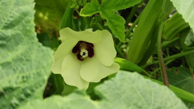 Abelmoschus esculentus flower