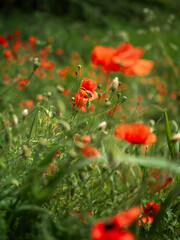 Poppies field flowers red papaveri rossi