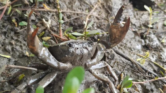 Gecarcinucoidea in the field