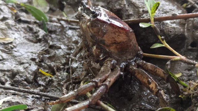 Gecarcinucoidea in the field