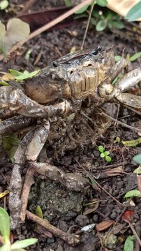 Gecarcinucoidea in the field