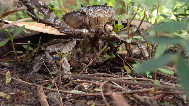 Gecarcinucoidea in the field