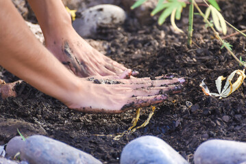 hands working the land, planting, harvesting, vegetable garden, plants, cultivation