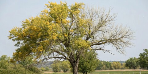 Obraz premium Infested tree with yellowing leaves and aphids, forest ecosystem, nature's defects, aphid infestation