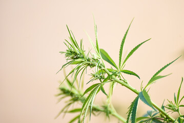 marijuana plant, male flower, cultivation, cannabis