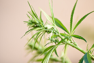 marijuana plant, male flower, cultivation, cannabis, close up