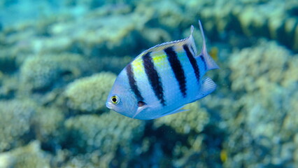 Indo-Pacific sergeant (Abudefduf vaigiensis) undersea, Red Sea, Egypt, Sharm El Sheikh, Montazah Bay