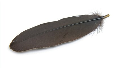 Single dark brown bird feather isolated on white background